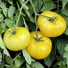 Top 10 Heirloom Tomatoes