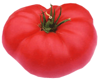 Julia Child Heirloon Tomato