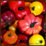 Trippin Tomatoes, Trisa Pocci