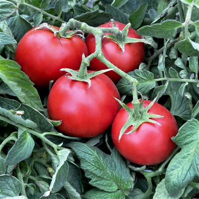 Ace 55-Tomato Seeds