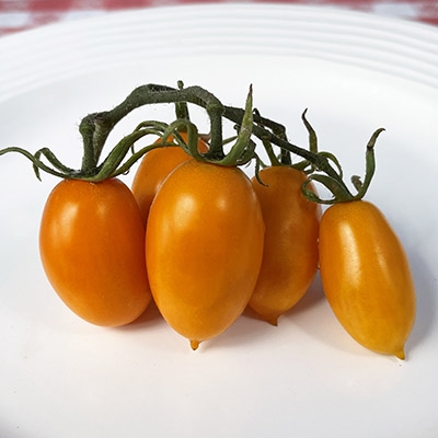 RARE Tomato Amish Gold Vegetable 10 seeds UK seller 