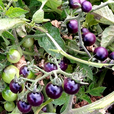 Blue Berries - Organic Tomato Seeds