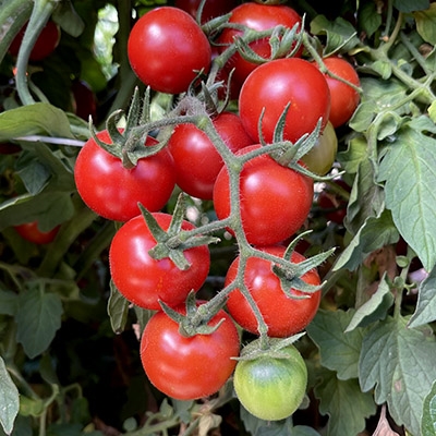 Seeds of Change S10774 Certified Organic Chadwick Cherry Tomato