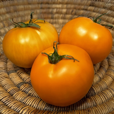 Tomato seeds/Seeds Round Smooth 