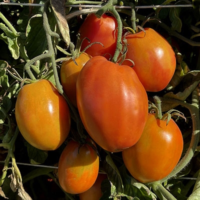 Tomato Michurinsky Sweet.Russian High Quality seeds.Non GMO 
