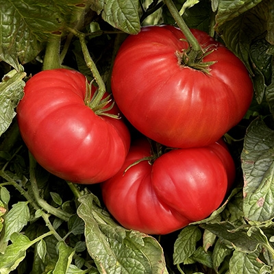 Watermelon Beefsteak Organic Tomato Seeds | TomatoFest